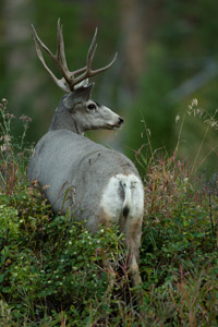 deer